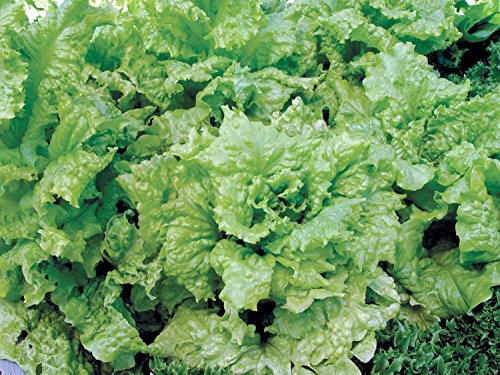 Burpee Black Seeded Simpson Lettuce Seeds - Image 2
