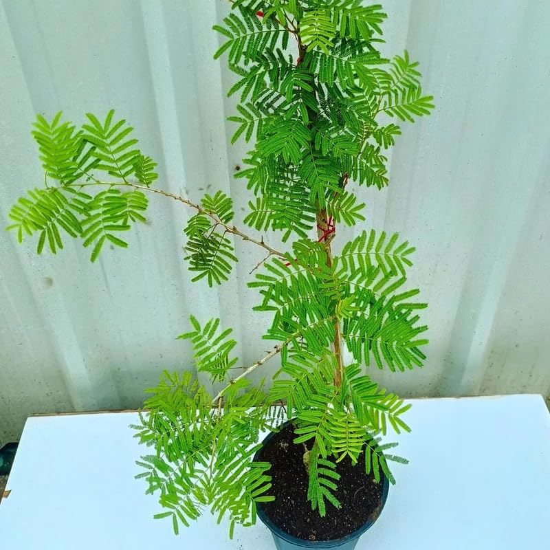 See full amazon price history chart for Mphmi Seedless Plant Indoor Plants Shami Patra, Tree of Dhanishta Nakshatra � Plant Mphmi Seedless Plant Indoor Plants Shami Patra, Tree of Dhanishta Nakshatra � Plant (B0CWF83CCJ) Amazon Price History, Amazon Price Tracker
