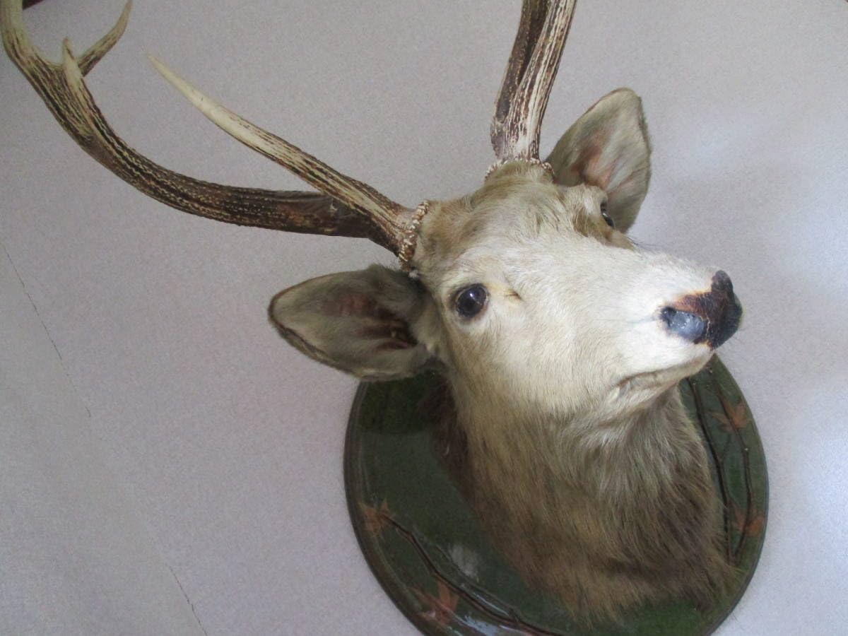 日本鹿の頭　狩猟トロフィー　縦 約73cm×横約43cm 鹿ハンティングトロフィー（オス） | 猪鹿庁 ハンターズショップ