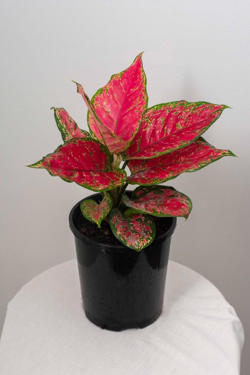 Ourplant Aglaonema Red Natural Live Plant Indoor with Black pot-image-13