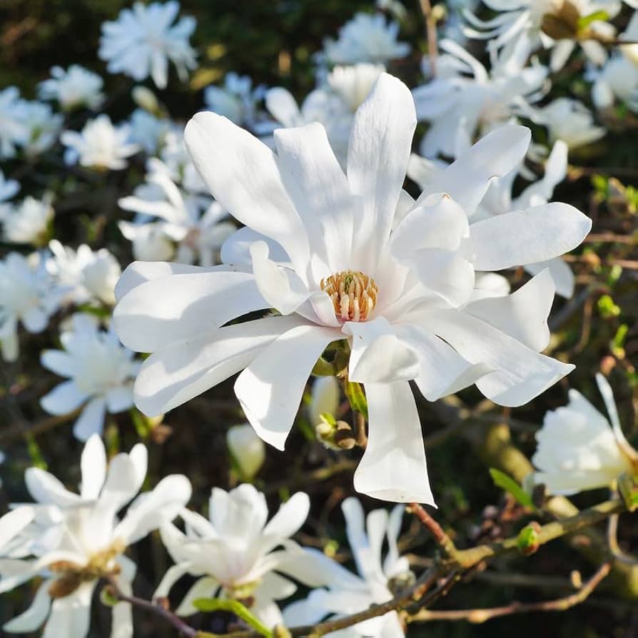 Amazon.com : 2 Star Magnolia Trees Live Plants, White