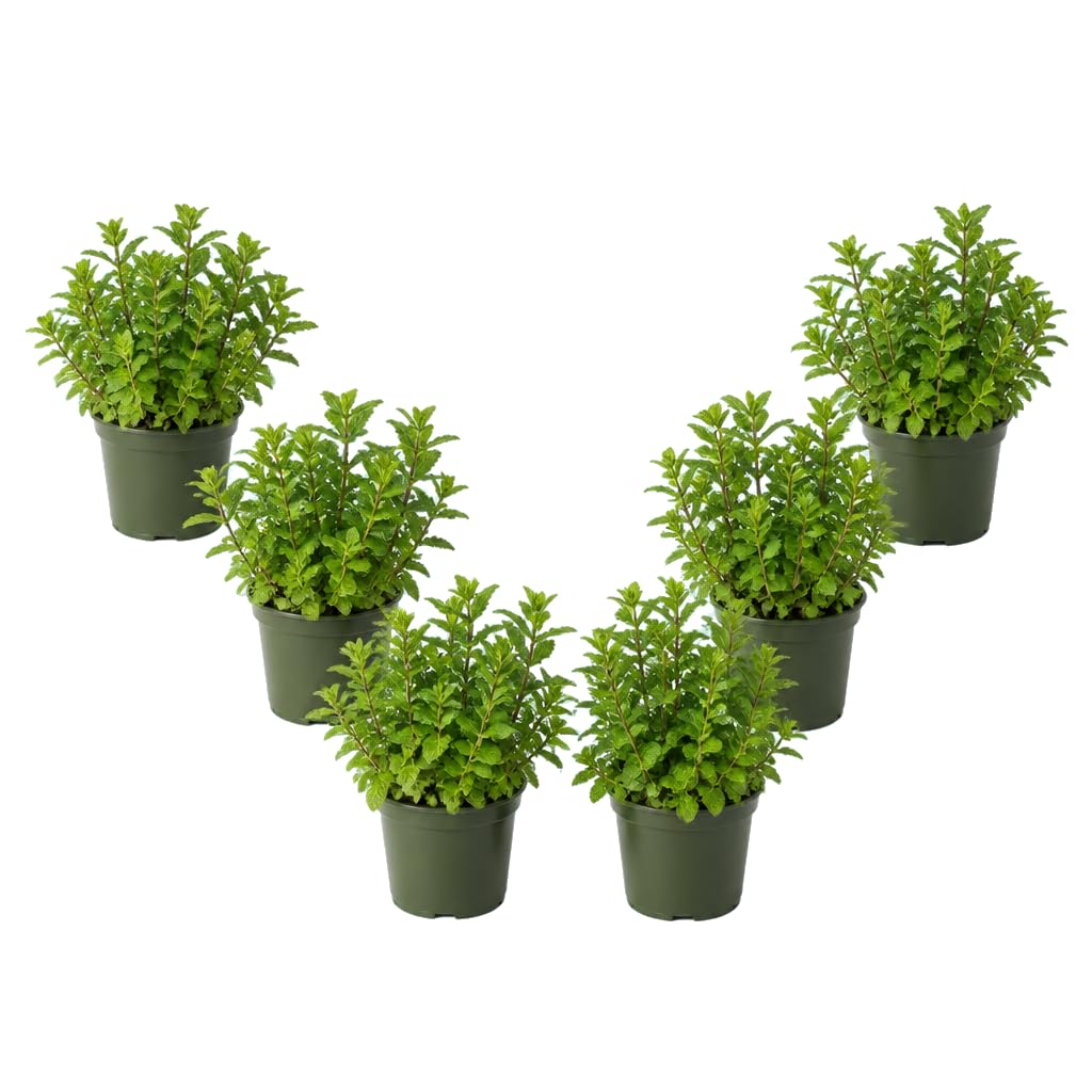 DECOALIVE Pack de 6 Plantas: Mentha Spicata, Menta de Jardín, 25-30 cm de Altura, para Colección de Aromáticas
