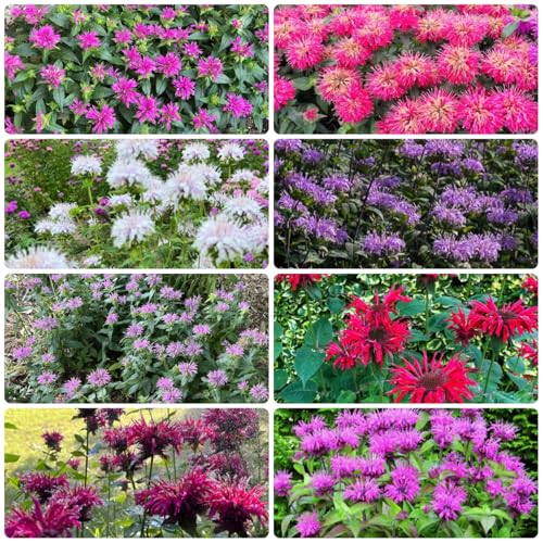 Ortiga india, bálsamo amarillo - arbustos de jardín resistentes Decoraciones de jardín exteriores sostenibles semillas balcón 550semillas