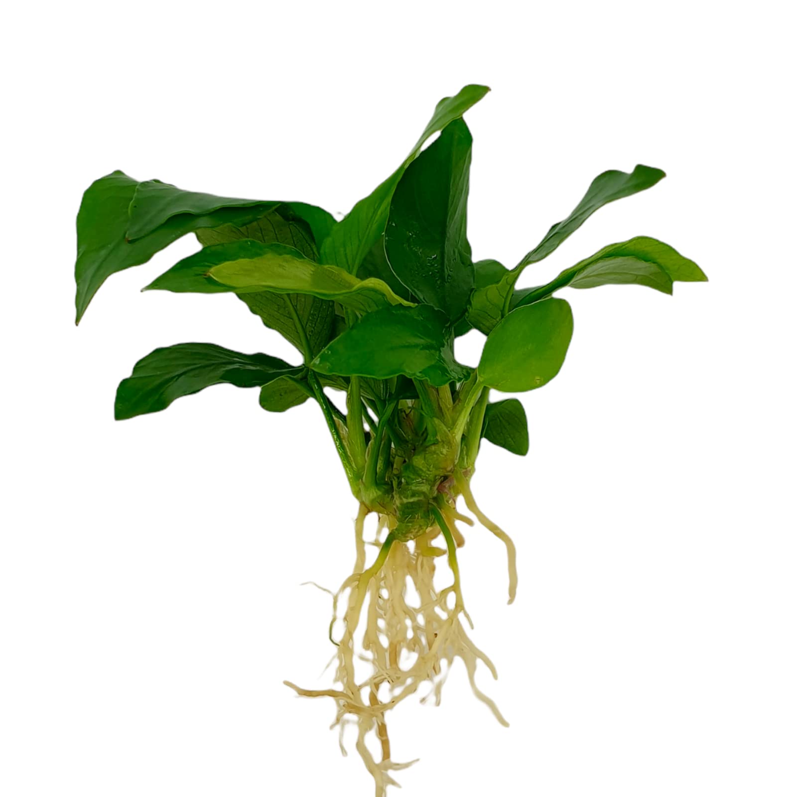 watering plant pots Wavyleaf Self Watering Planter | Water Once and Forget It For a Month main image 0