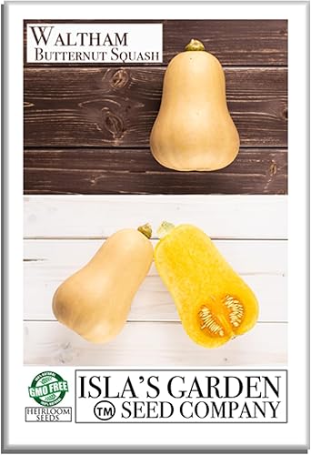 Waltham - Semillas de calabaza de invierno Butternut para plantar, más de 50 semillas tradicionales por paquete, semillas de jardín de Isla