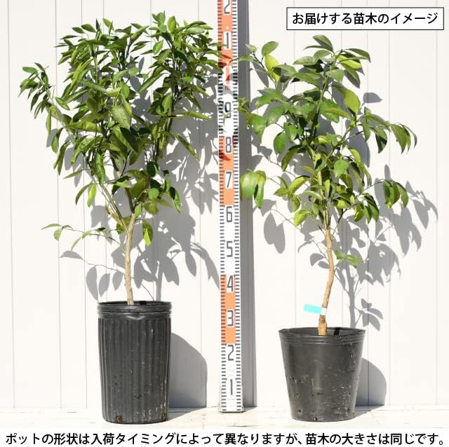 レモン 苗木 【マイヤーレモン】 3年生 接ぎ木 約1.0m 大苗 レモン 苗木 【マイヤーレモン】 3年生 接ぎ木 約1.0m 大苗