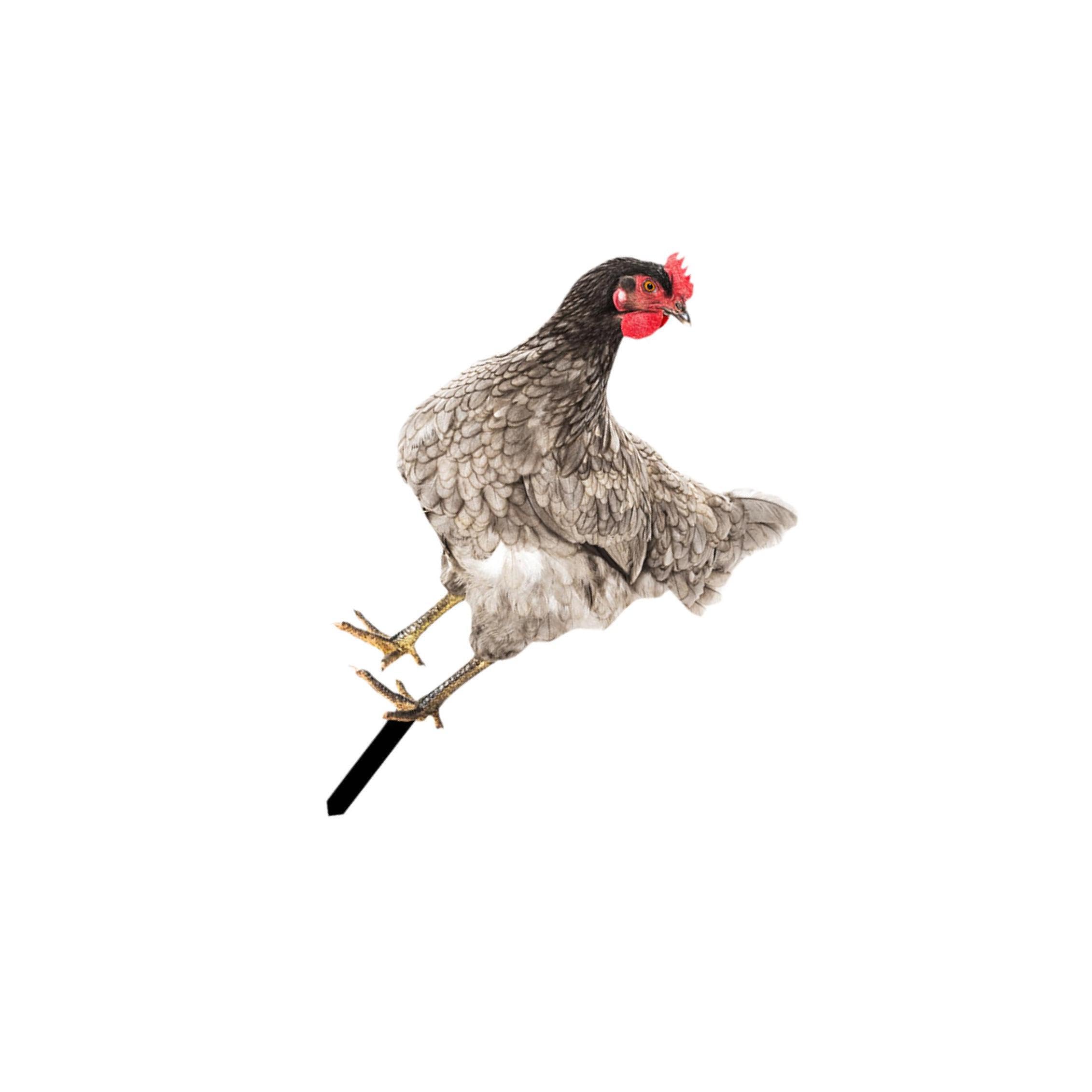 Zambuph Rooster Yard Art Sculpture Hen Lawn Ornament Captivates Guests With Beautifully Crafted Chicken Garden Statue Features Chicken Garden Statue Stake, Style D