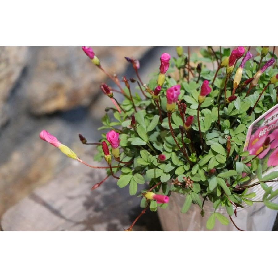 Amazon.co.jp: オキザリス 桃の輝き 3.5号ポット苗 3株セット 寄せ植え