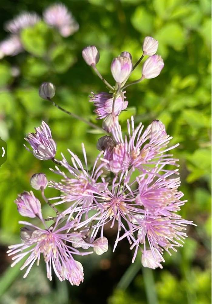 Amazon.co.jp: 山野草 種 カラマツソウ ピンク花 5粒 2024年7月末採取 Amazon.co.jp: 山野草 種 カラマツソウ ピンク花 5粒 2024年7月末採取