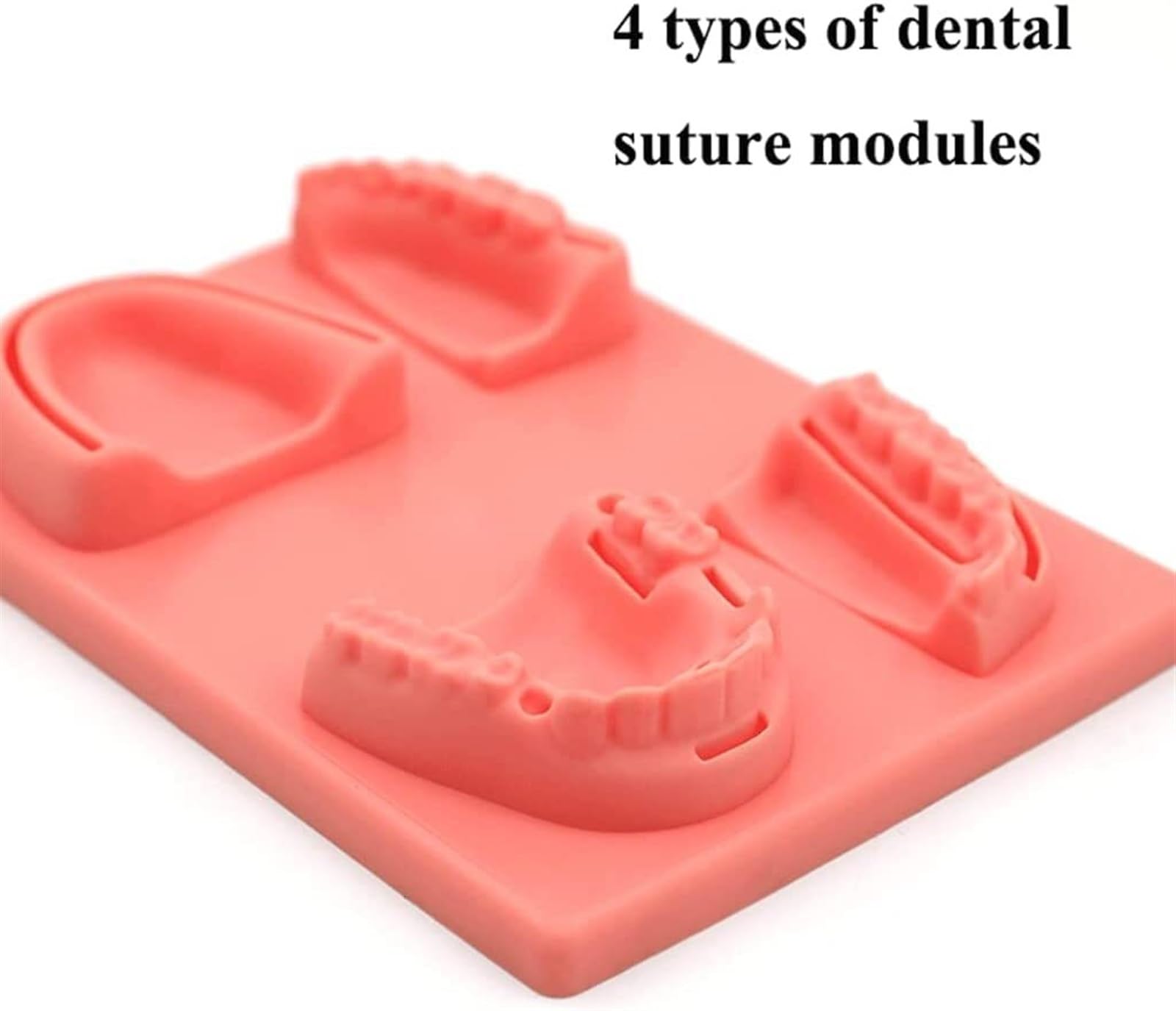 Modelo de enseñanza Modelo de 4 especies Dientes Encías Modelo de sutura oral Modelo dental Ayuda de formación educativa médica Modelo de práctica de sutura para enseñanza Modelo de órgano humano 4 e