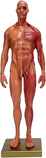 YUYTE Miniature Muscular System Model, 11.8 â€ Human Muscles Anatomy Model Displaying Anatomical Model, Resin, Show Surface Muscles and Body Structure, Fitness Enthusiast