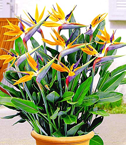 Ultrey Seed House - Africa Bird of Paradise Flower Seeds Strelitzia Reginae Dwarf Plants Horticulture Plants Bird Flowers Seeds Perennial Hardy