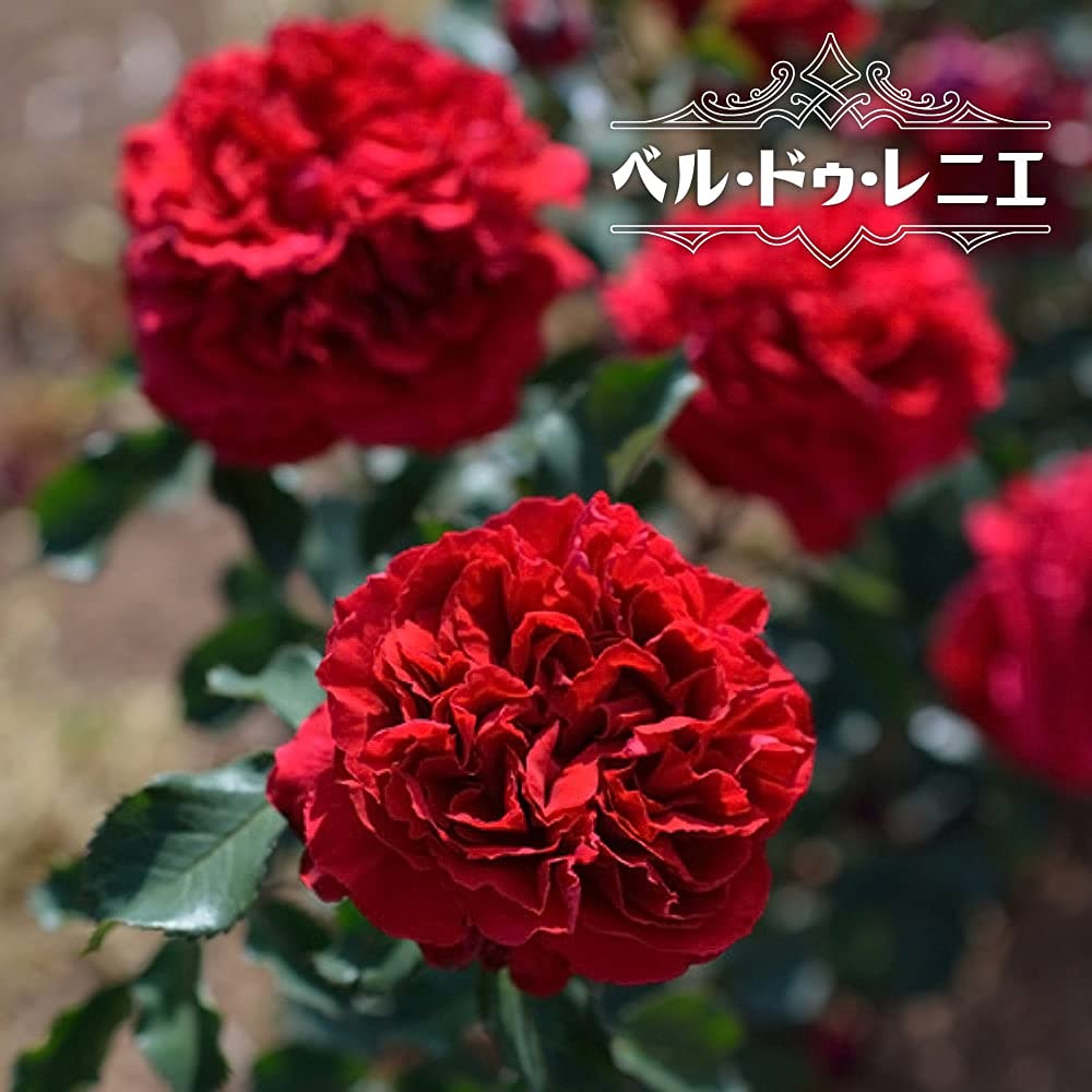 Amazon.co.jp: 四季咲き強香バラ苗 【ベル・ドゥ・レニエ】 2 Amazon.co.jp: 四季咲き強香バラ苗 【ベル・ドゥ・レニエ】 2