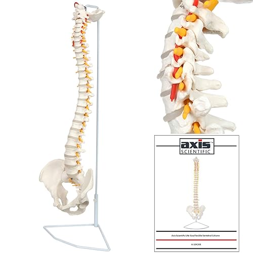 Miniatura 4 de Axis Scientific - Columna vertebral flexible de tamaño natural con pelvis masculina, nervios y arterias espinales, incluye soporte de metal y
