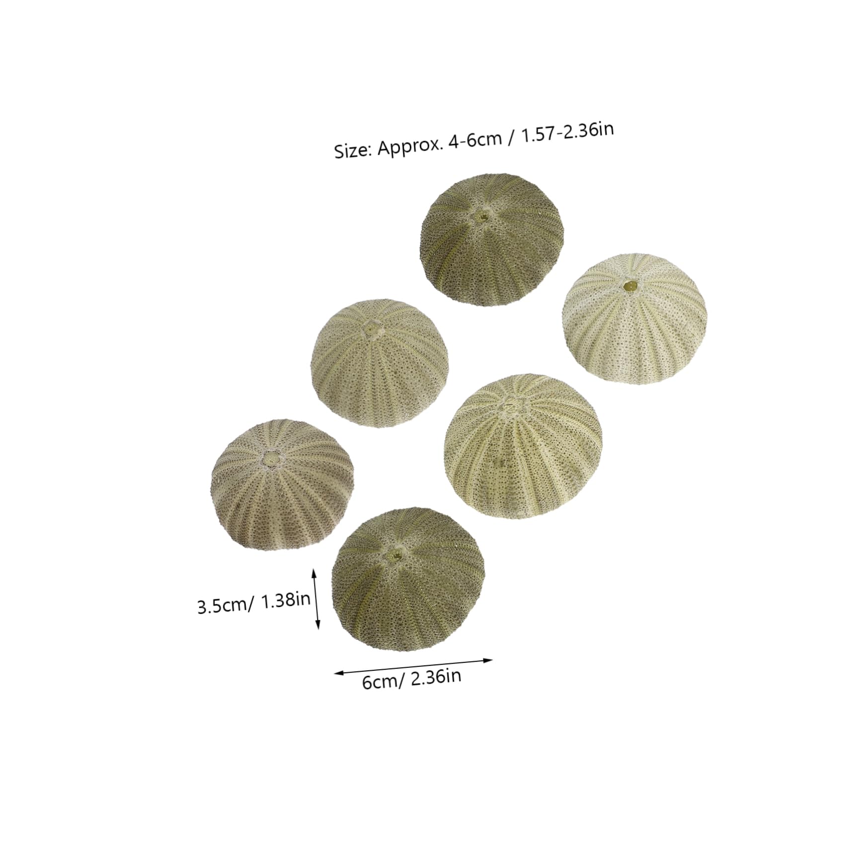 PRETYZOOM 6 Pcs Natural Sea Urchin Shells Beach Decor Sea Urchins Shells Craft Charms for DIY Wedding Christmas