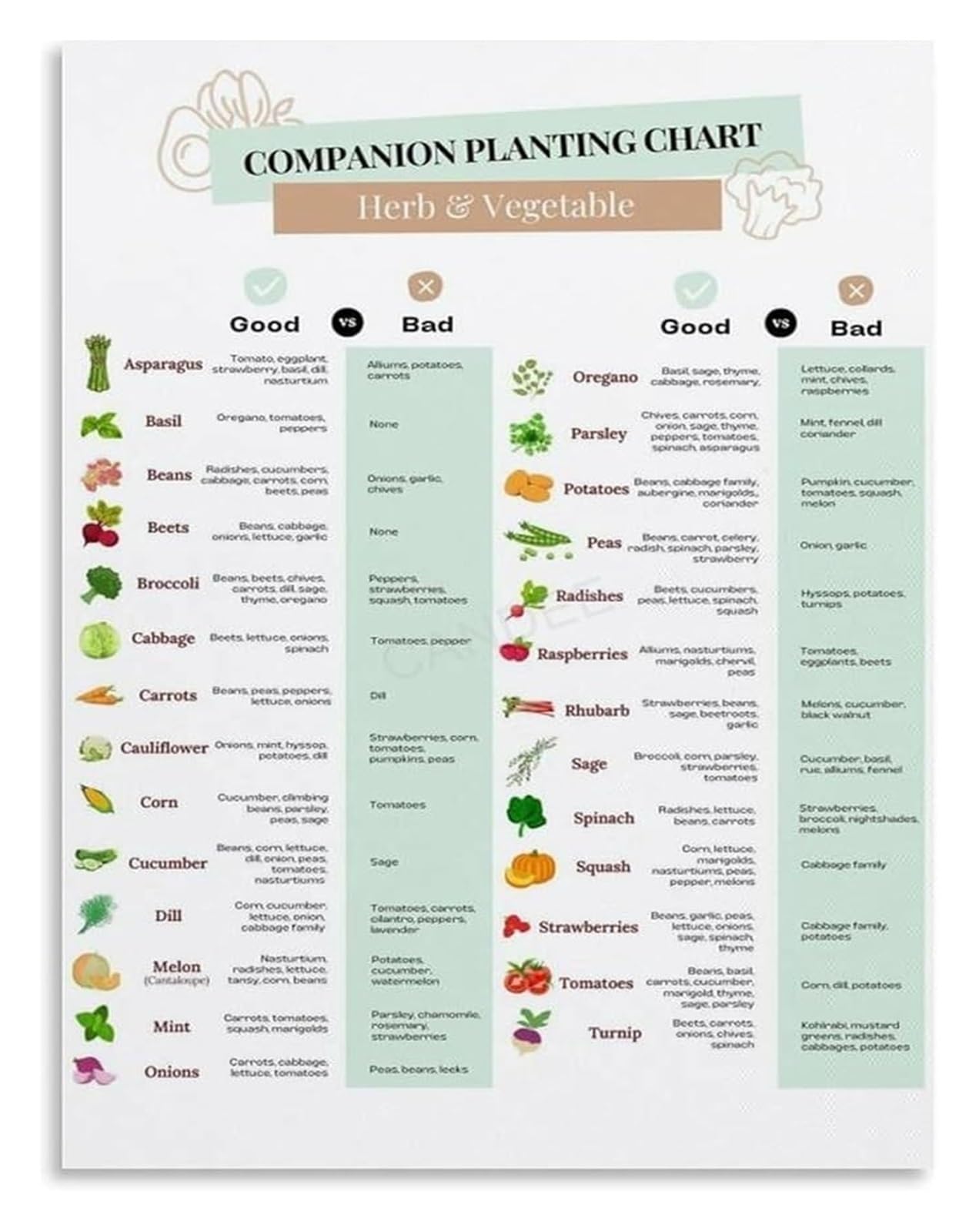 LLBOGRGGN Vegetable Seed Starting Guide Companion Planting Chart Canvas Print for Garden Shed and Greenhouse Decor(Unframed,12x18inch(30x45cm))