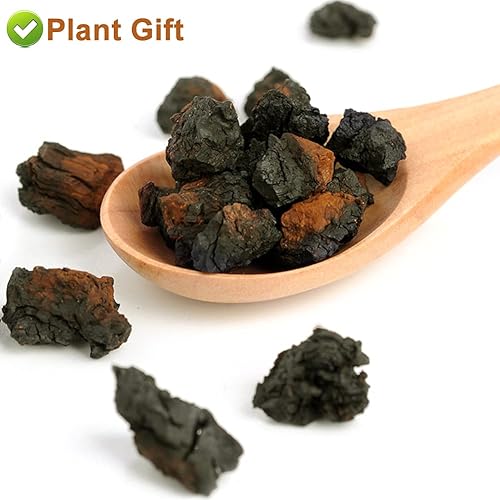 Miniatura 5 de Plant Gift Trozos de té de hongos Chaga salvajes orgánicos crudos 125G/4.4 oz / Chaga 100% natural cosechado a mano, Inonotus obliquus