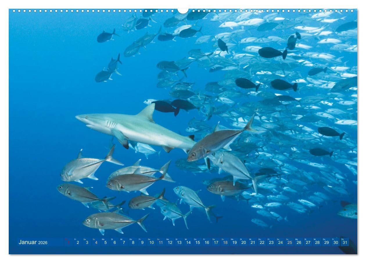 Tauchen: Wunderbares tiefblaues Meer (hochwertiger Premium Wandkalender 2026 DIN A2 quer), Kunstdruck in Hochglanz: Großartige Unterwasseraufnahmen in der blauen Tiefe: Faszination Tauchen