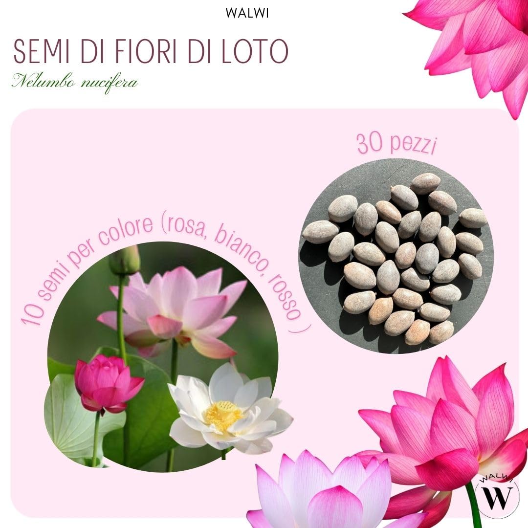 30 semi di fiori di loto premium mix 3 colori bonsai acquatico per vaso da giardino