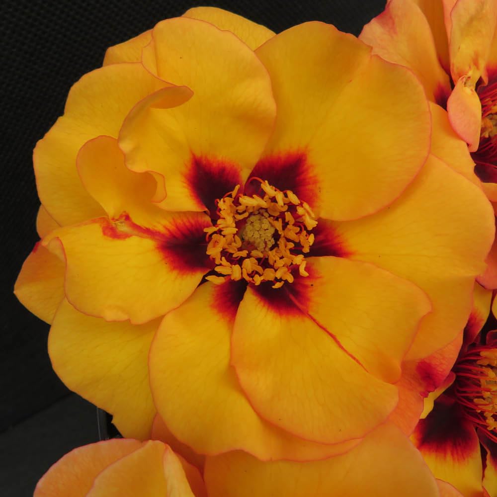 YouGarden Harkness Roses George's Rose, Established 4 Litre Pot, Amber Red Eye Persica Bush, Repeat Flowering Pollinator Friendly