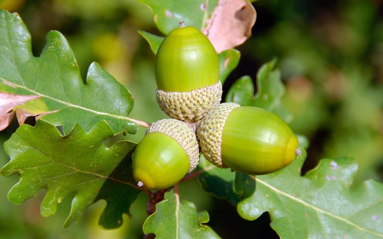 SEMILLAS ECOLÓGICAS DE ROBLE PROCEDENTES DE ÁRBOLES MILENARIOS Y CENTENARIOS