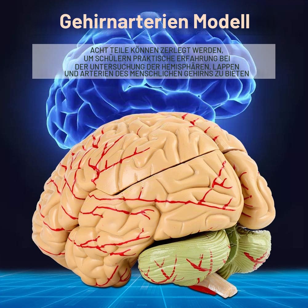Modell des menschlichen Gehirns, 8-teilig gehirn modell, lebensgroßes Anatomie-Unterrichtsmodell des menschlichen Gehirns, medizinisches Modell für naturwissenschaftliches Unterrichtsstudium