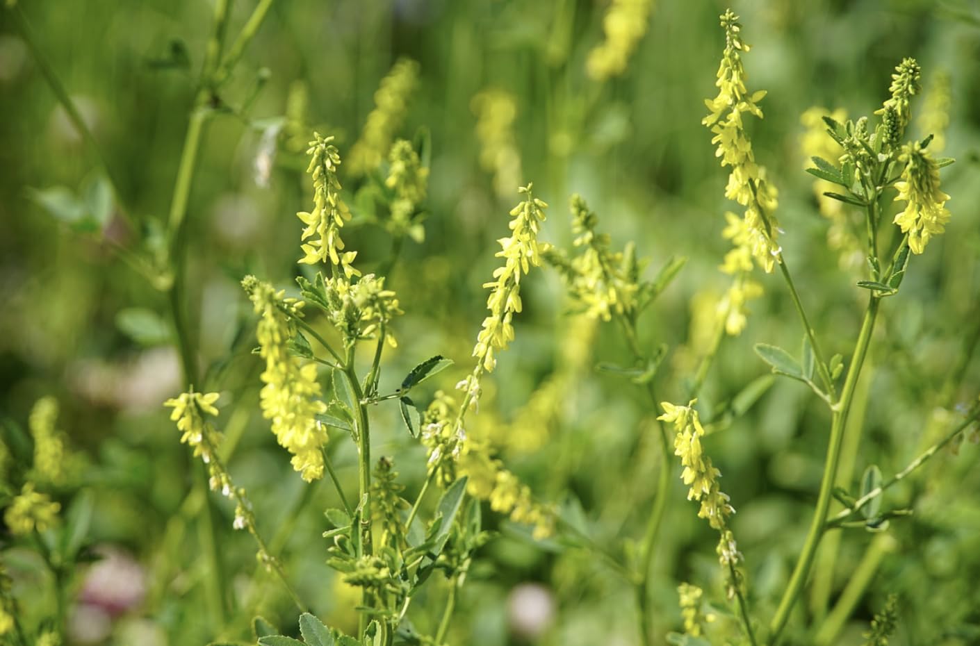 Clover Honey Seeds, Yellow Melilotus Albus, Attracts Bees, Butterflies and Pollinators (1000, Grams)