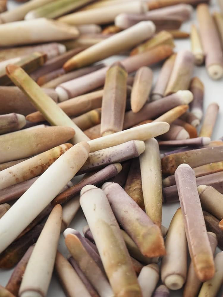 Amazon | 【貝殻の問屋さん】ミニパイプウニ【約2～5cm/約