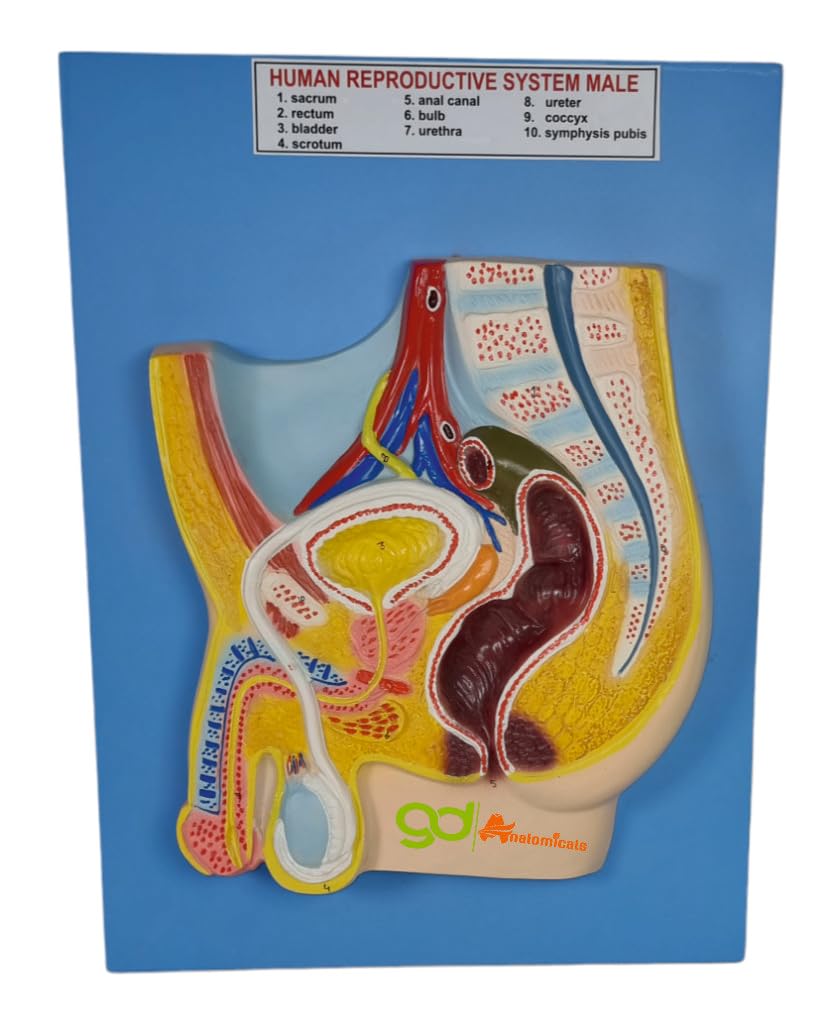 GD ANATOMICALS ® Male Pelvis Model, Natural Size, Hand Painted with Key Card - Anatomical Teaching Aid (B0CRB7Y7PB) Amazon Price History, Amazon Price Tracker