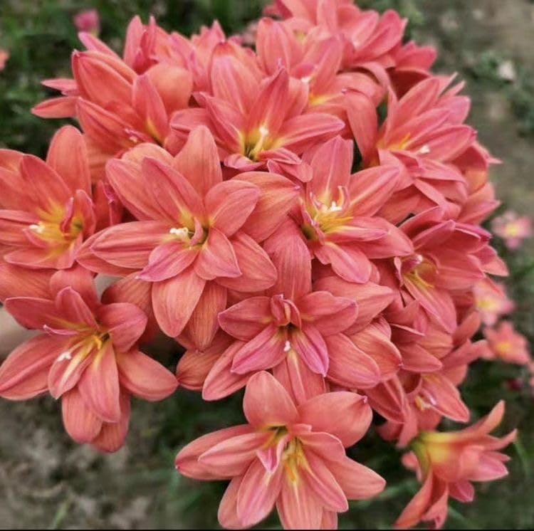Ritz Farming® Rain lily double imported flowers bulbs | Dark peach color flower bulbs for home and Gardening Pack of 10 bulbs (B0D3425Q47) Amazon Price History, Amazon Price Tracker