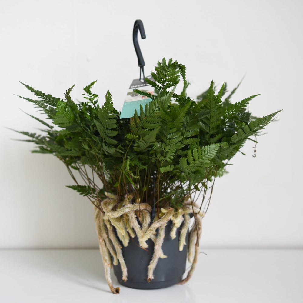 Humata tyermannii – Lush Tropical Fern with Elegant Fronds – Ideal for Indoor Spaces and Low Light – 1x 13cm Pot by Thompson and Morgan