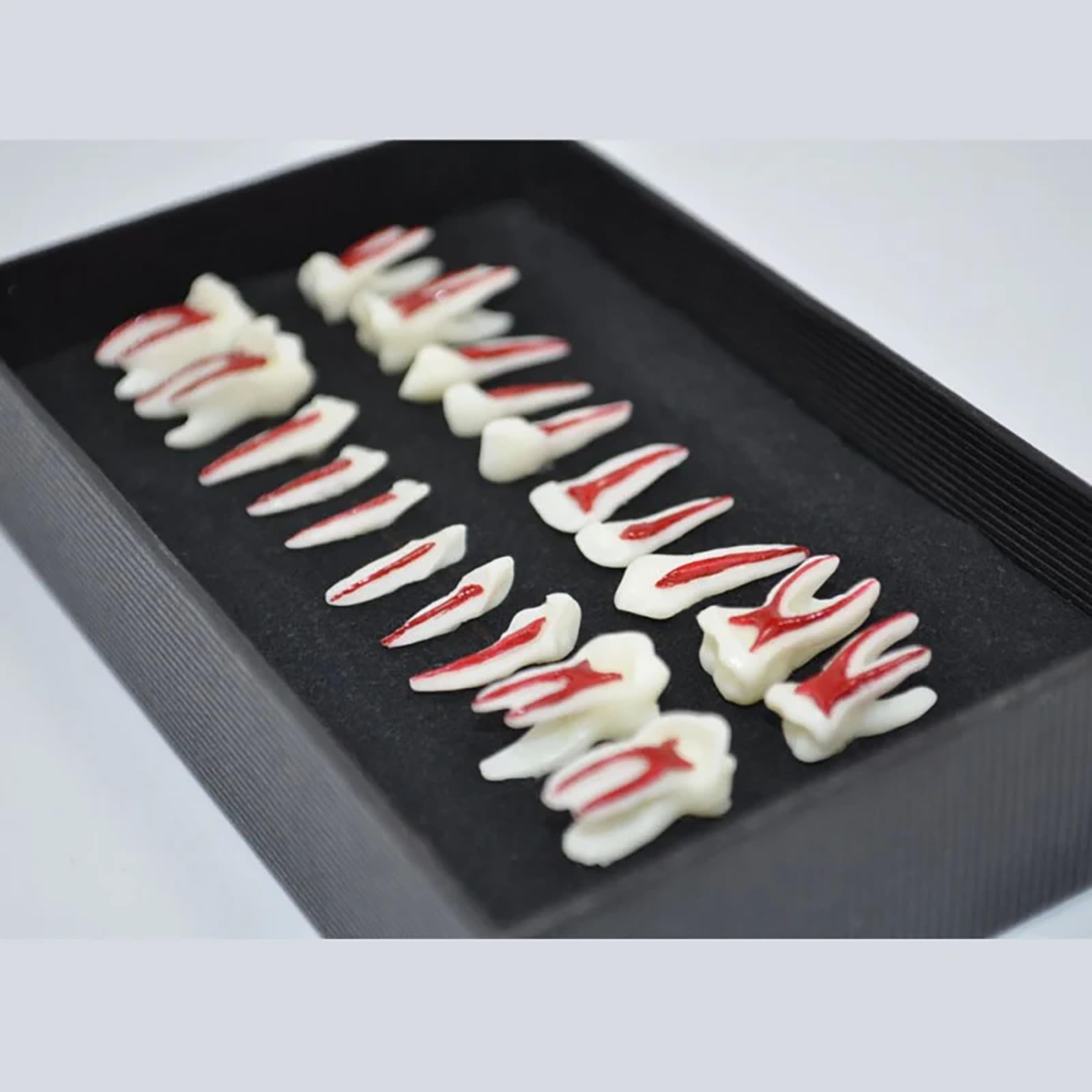 Modello dentale completo della bocca in scala 1:1, composto da 28 pezzi, con ingrandimento 2X. Modello didattico per lo studio dei denti, esposizione permanente di corone, radici e polpa dentale.