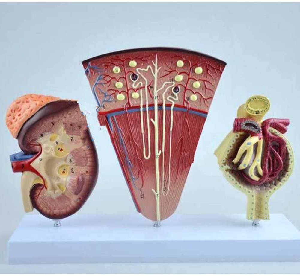 Anatomie Van De Menselijke Nier, Illustratie Van Het Ontwerp Van De Menselijke Nier Infographic Vector 38575060