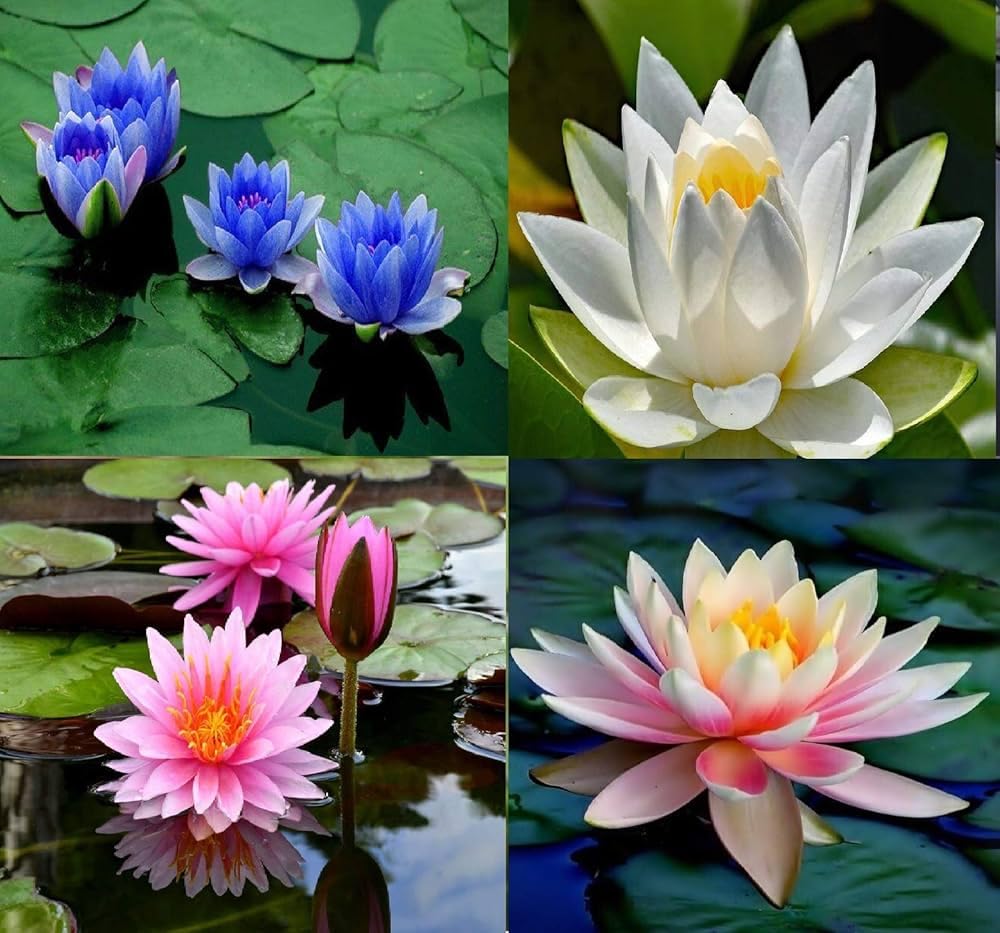 Lotus Mix Flower Seeds (Pack Of 20 Seeds) - All Mix Colors… Growing Lotus Brings Positive Vibrations According To Vaastu Shastra by Kiddos Castle (B0CV3H66DX) Amazon Price History, Amazon Price Tracker