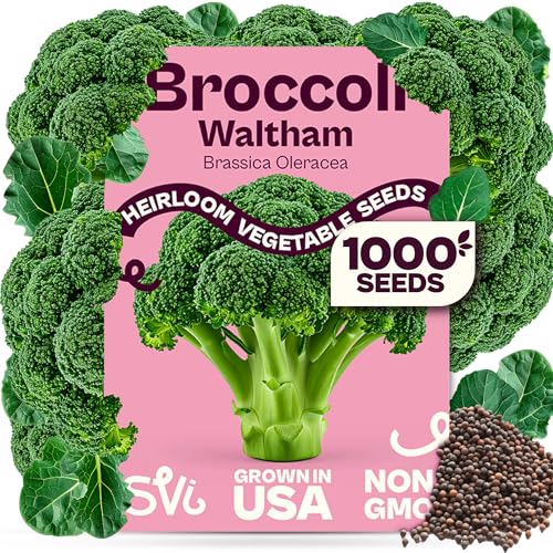 SVI 1000 Waltham Broccoli Seeds (Brassica oleracea) Waltham 29 Broccoli Seed Packets Brassica Seed Cool Season Heirloom Vegetable Seeds for Outdoors Vegetable Garden