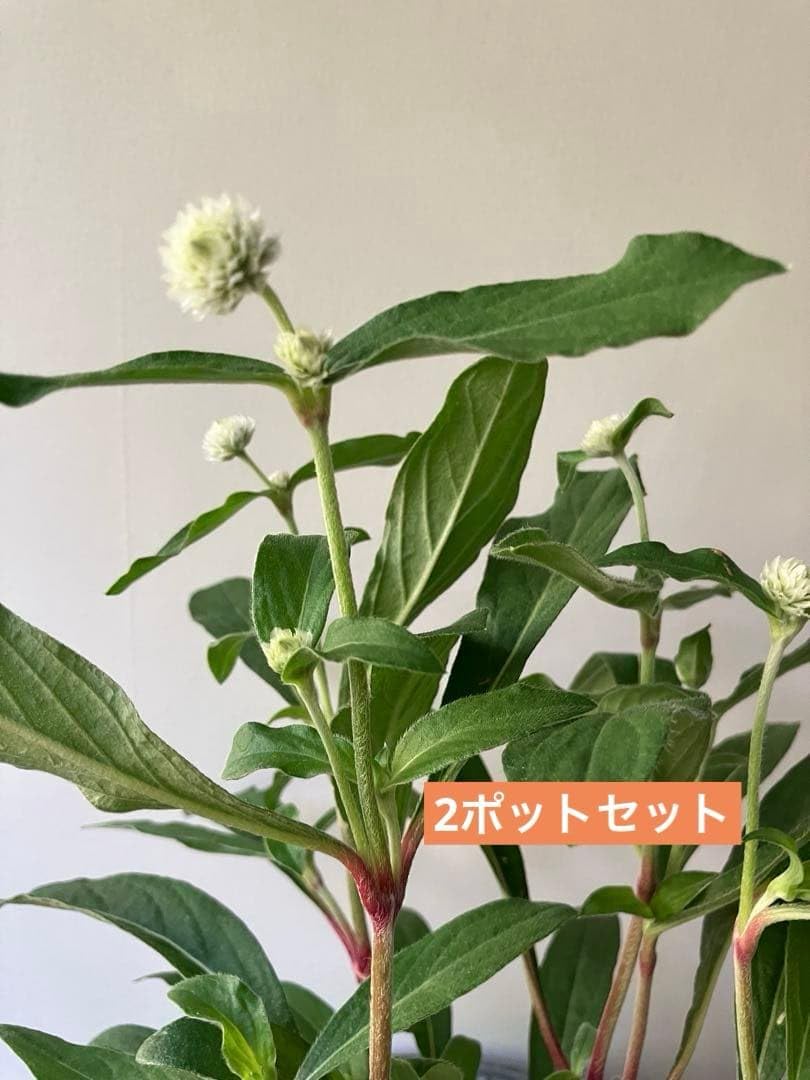 千日紅 ネオンホワイト 多年草 ①ポット苗 千日紅 ネオンホワイト