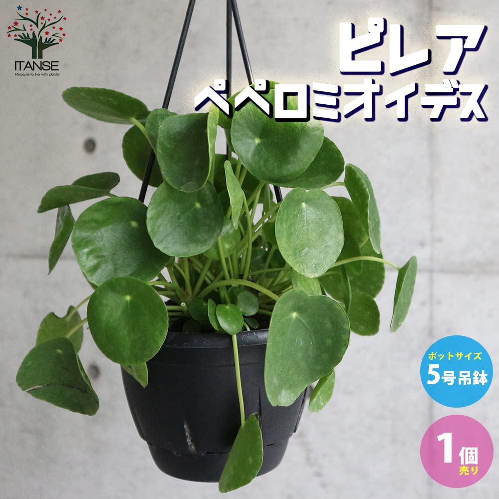 ピレア・ペペロミオイデス 白鉢 ピレア ペペロミオイデス ホワイト陶器鉢植え 観葉植物 ミニ