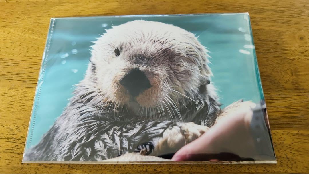 マリンワールド海の中道 ラッコ リロ レアグッズ ラッコ リロ グッズ