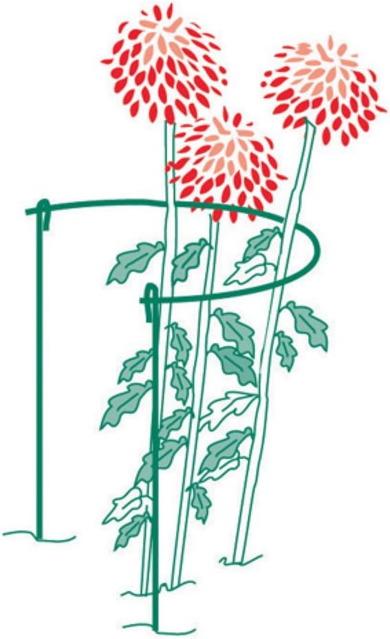 Bosmere E659 Plant Support Stakes, 14 Inch Semi-Circular Border Supports for Flowers, Tomatoes, Rose, and Indoor Plants, 36 Inches High, Set of 3