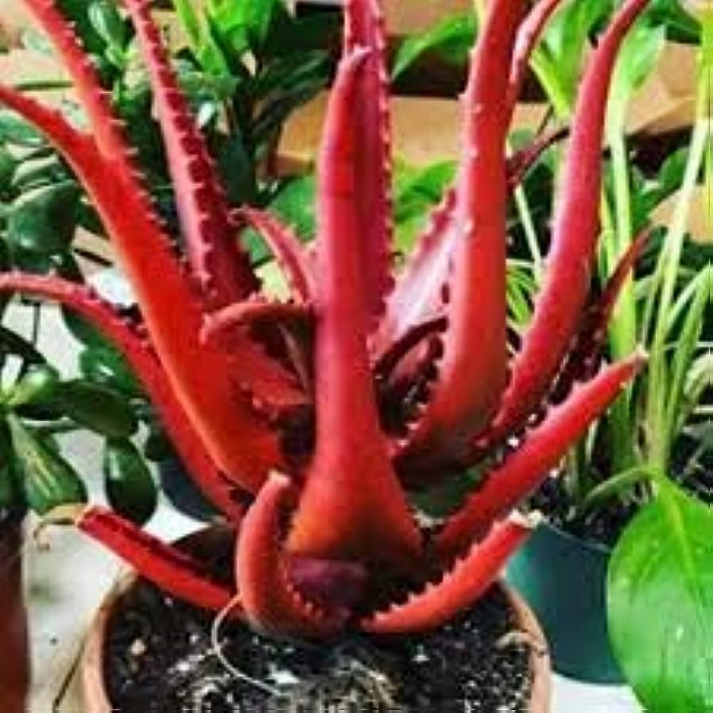 ROYAL PARADISE GARDEN Red Aloe Vera Plant 10 Seeds (B0CJ5NQCRC) Amazon Price History, Amazon Price Tracker