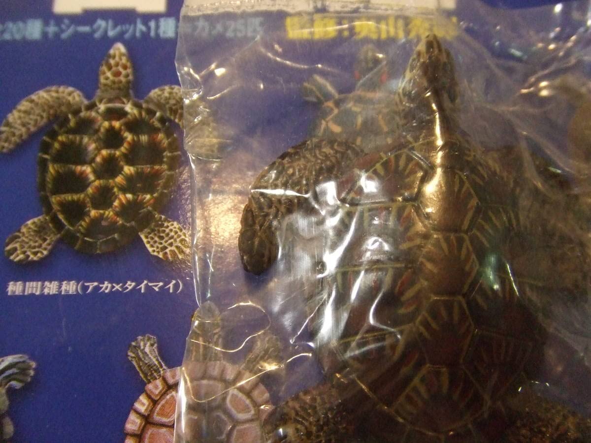 Amazon.co.jp: 原色爬虫類カメ目図鑑 トゲヤマガメ YUJIN : Pet Supplies