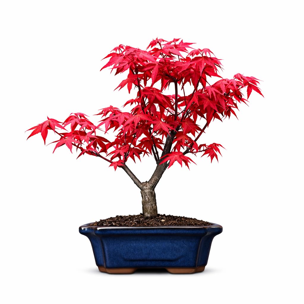 Japanese Deshojo Maple Bonsai Tree, Vibrant Red Foliage, Real Outdoor Living Plant in Blue Ceramic Pot