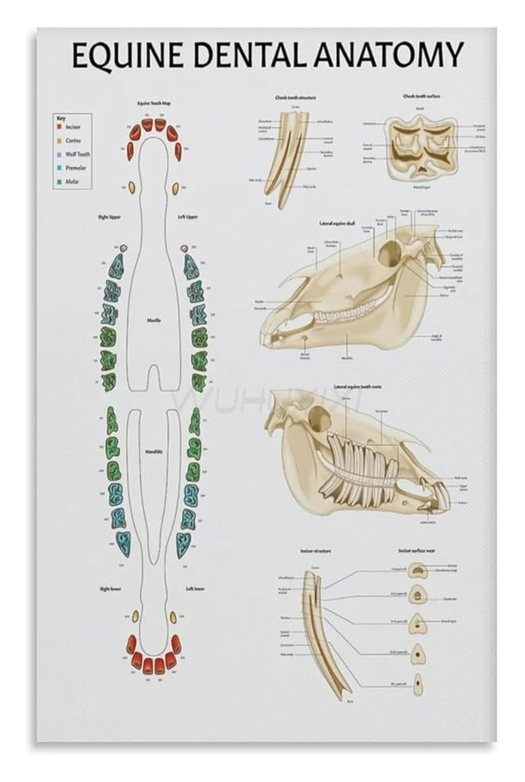 IDGTTLDF Horse Health Poster Equine Anatomy Chart Veterinary Guide for Barn Clinic Office Decor Framed,12x18inch(30x45cm)
