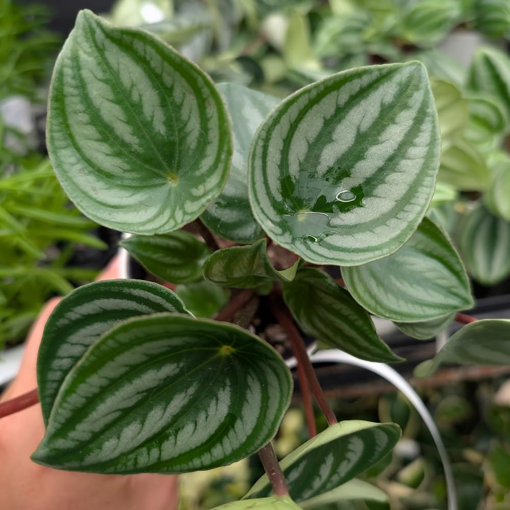 Amazon｜観葉植物 ペペロミア アルギレイア サンデルシー スイカペペ