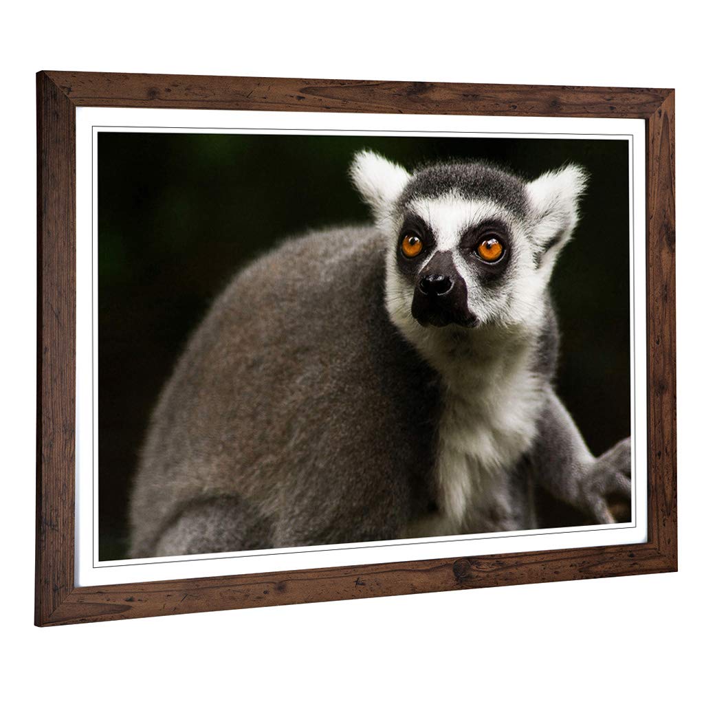 Big Box Art Framed Print of Lemur Design | Wall Art Picture | Home Decor for Kitchen, Living, Dining Room, Lounge, Bedroom, Hallway, Office, Walnut, A2 / 24.5x18 Inch / 62x45cm