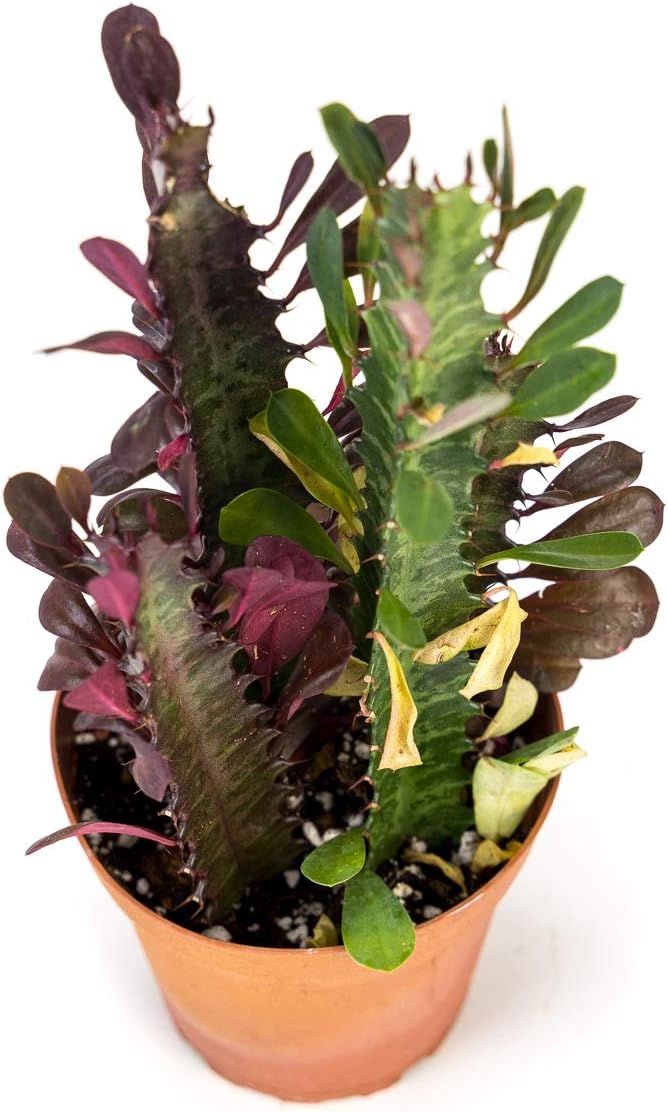 Josh's Frogs Desert Plant Kits for Arid Bioactive Terrariums (Small)