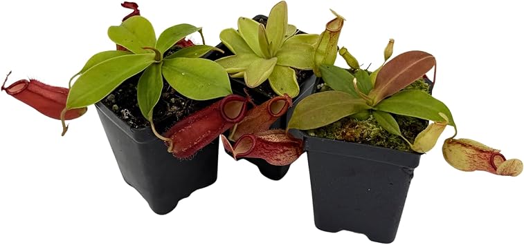 Indoor Carnivorous Starter Plant Collection - 3 Indoor Carnivorous Plants