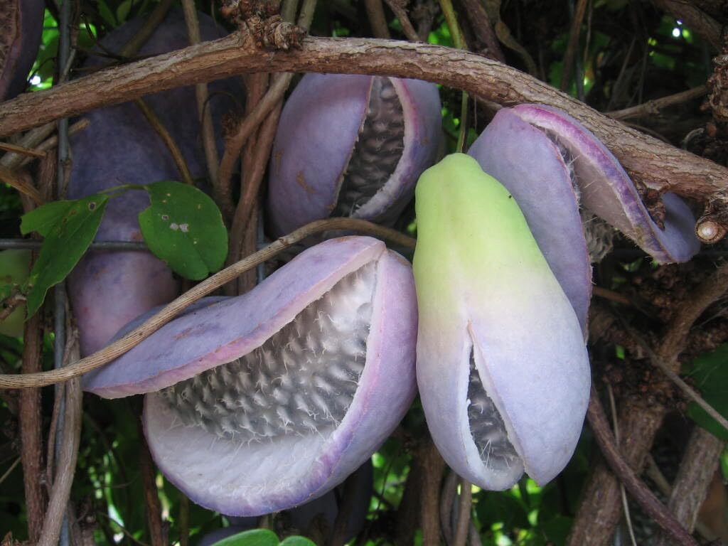 Amazon.com : Chocolate Vine Plant, Akebia Quinata, Sweet Fruit Plant Well  Rooted, Appx 4 to 6 Inches Tall Cut Back Chocolate Fruit Starter Plant,  Akebia Fruit Plant Live, Akebia Plant for Outdoor