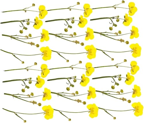 EXCEART 24pcs Buttercup with Branches Jewelry Accessories Nail Tech Accessories Nail Accessories Pressed Craft Leaves DIY Resin Leaves Craft DIY