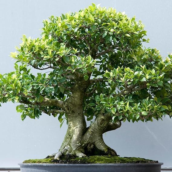 China Bot Ficus retusa Bonsai Tree Plant || Easy Care Green Decorative Indoor Live Plant Plant for Home Office & Living Room Decor (Pack Of 1) ZP_14-image-6